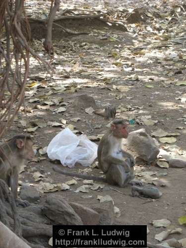 Monkeys, Death, Wake, Grief, Bereavement, Elephanta Island, Maharashtra, Bombay, Mumbai, India